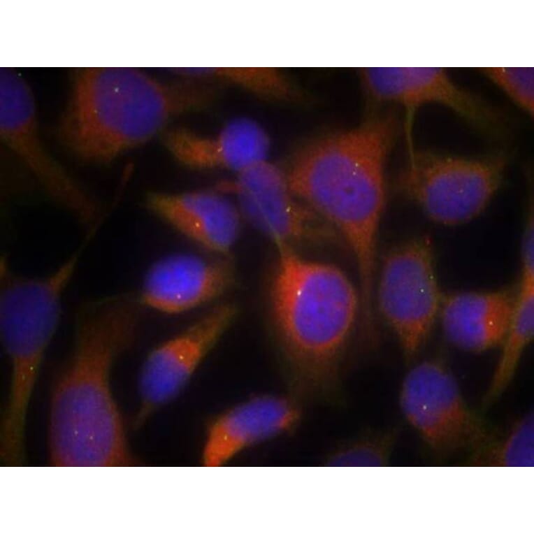 Immunofluorescence - Myosin Light Chain 2 (Ab-19) Antibody from Signalway Antibody (21157) - Antibodies.com