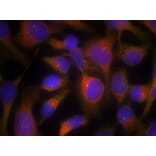 Immunofluorescence - Myosin Light Chain 2 (Ab-19) Antibody from Signalway Antibody (21157) - Antibodies.com