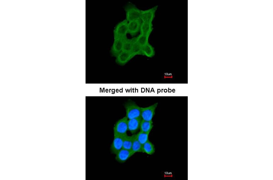Immunofluorescence - Cartilage-associated protein antibody from Signalway Antibody (22008) - Antibodies.com