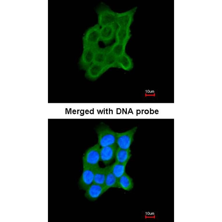 Immunofluorescence - Cartilage-associated protein antibody from Signalway Antibody (22008) - Antibodies.com