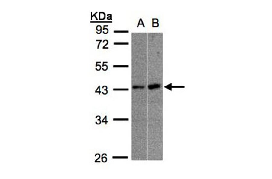 muscleblind-like 3 isoform G antibody from Signalway Antibody (22178) - Antibodies.com
