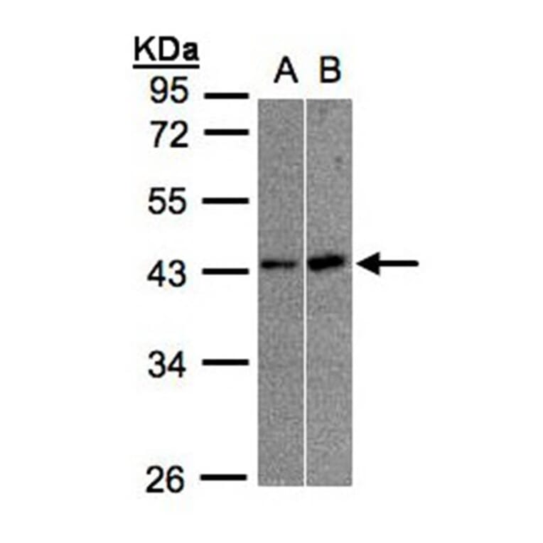 muscleblind-like 3 isoform G antibody from Signalway Antibody (22178) - Antibodies.com