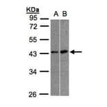 muscleblind-like 3 isoform G antibody from Signalway Antibody (22178) - Antibodies.com