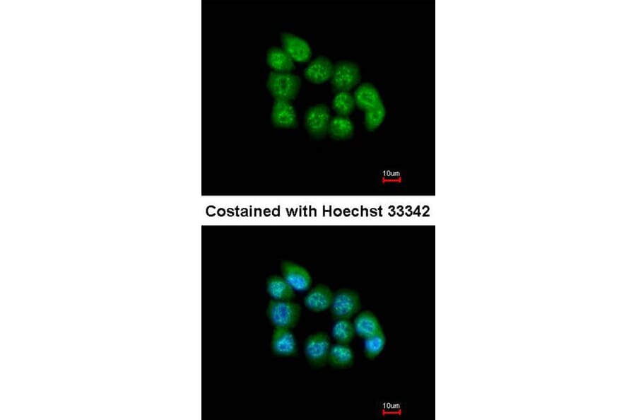 Immunofluorescence - muscleblind-like 3 isoform G antibody from Signalway Antibody (22178) - Antibodies.com