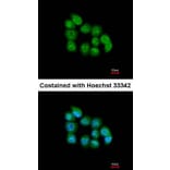 Immunofluorescence - muscleblind-like 3 isoform G antibody from Signalway Antibody (22178) - Antibodies.com