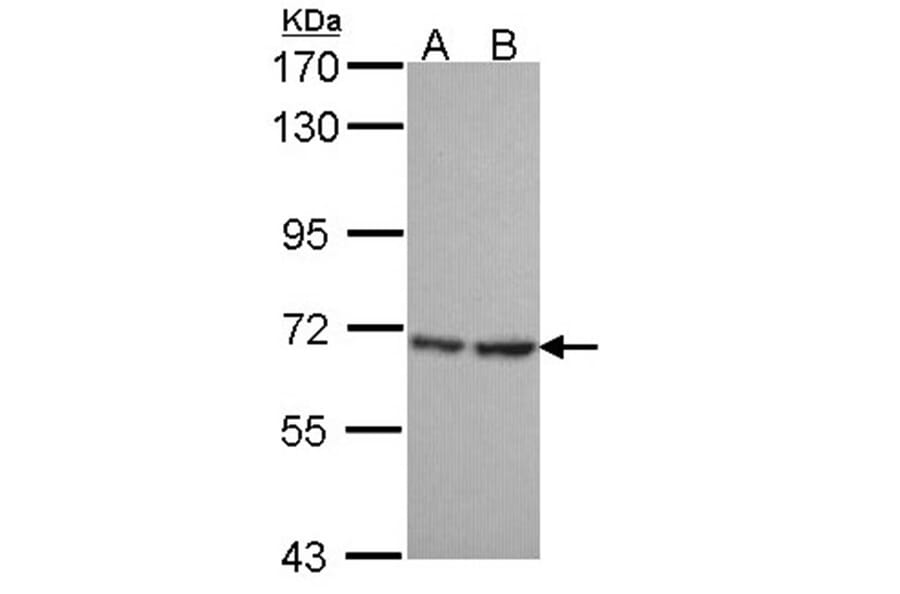 SH3 domain-binding protein 1 antibody from Signalway Antibody (22468) - Antibodies.com