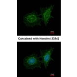 Immunofluorescence - SH3 domain-binding protein 1 antibody from Signalway Antibody (22468) - Antibodies.com