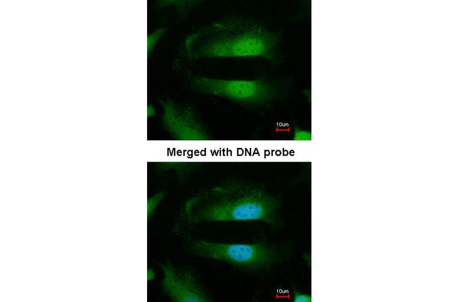Immunofluorescence - Selenophosphate synthetase 1 antibody from Signalway Antibody (22549) - Antibodies.com