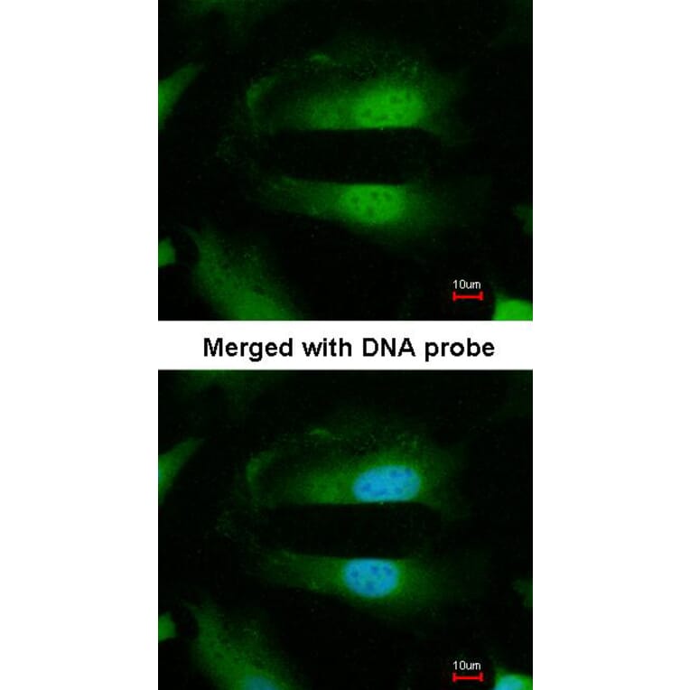 Immunofluorescence - Selenophosphate synthetase 1 antibody from Signalway Antibody (22549) - Antibodies.com