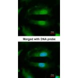 Immunofluorescence - Selenophosphate synthetase 1 antibody from Signalway Antibody (22549) - Antibodies.com