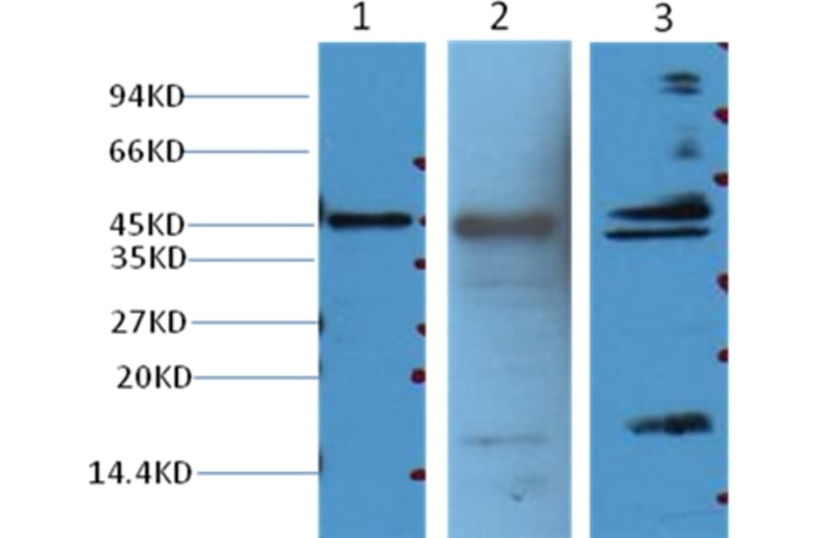 Western blot - Aquaporin 4 Mouse Monoclonal Antibody from Signalway Antibody (38017) - Antibodies.com