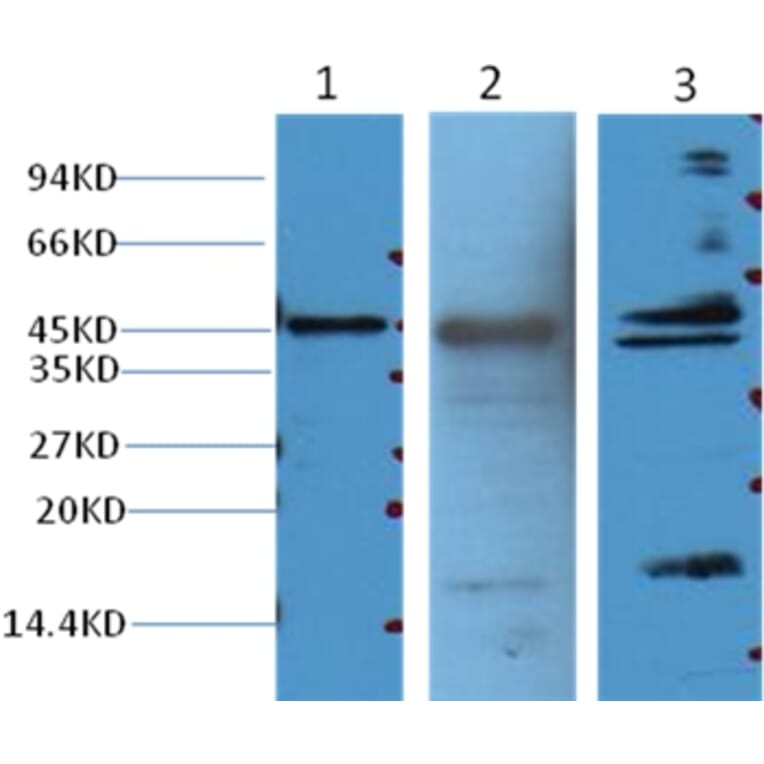 Western blot - Aquaporin 4 Mouse Monoclonal Antibody from Signalway Antibody (38017) - Antibodies.com