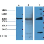 Western blot - Aquaporin 4 Mouse Monoclonal Antibody from Signalway Antibody (38017) - Antibodies.com