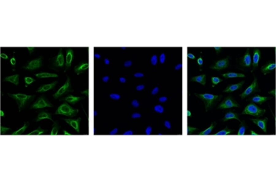 Aquaporin 4 Mouse Monoclonal Antibody from Signalway Antibody (38017) - Antibodies.com