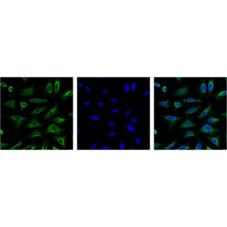 Aquaporin 4 Mouse Monoclonal Antibody from Signalway Antibody (38017) - Antibodies.com