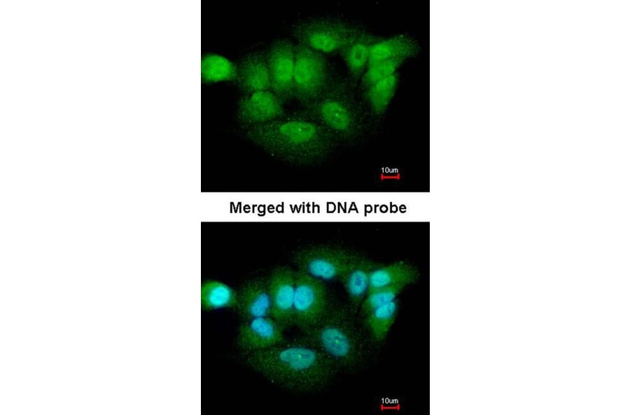 Immunofluorescence - XPNPEP3 antibody from Signalway Antibody (22002) - Antibodies.com