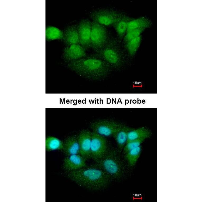 Immunofluorescence - XPNPEP3 antibody from Signalway Antibody (22002) - Antibodies.com
