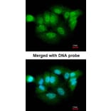 Immunofluorescence - XPNPEP3 antibody from Signalway Antibody (22002) - Antibodies.com