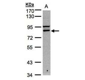 FASTKD1 antibody from Signalway Antibody (22013) - Antibodies.com