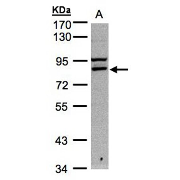 FASTKD1 antibody from Signalway Antibody (22013) - Antibodies.com