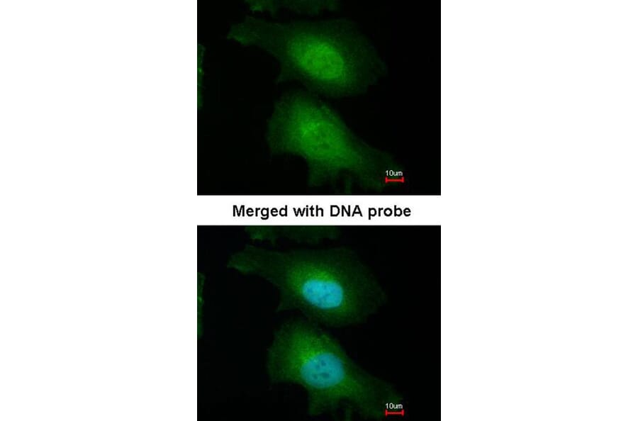 Immunofluorescence - FASTKD1 antibody from Signalway Antibody (22013) - Antibodies.com