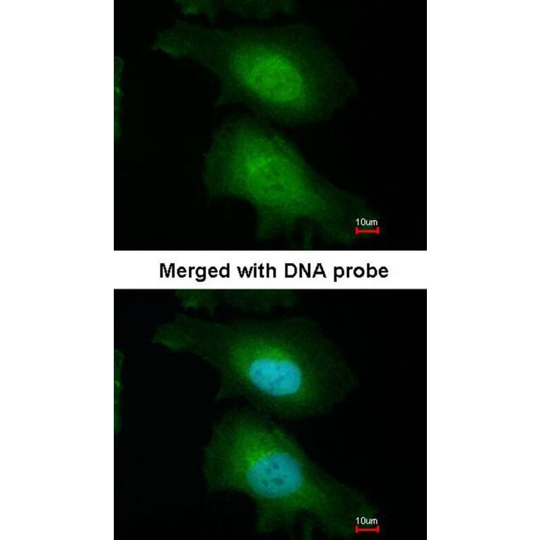 Immunofluorescence - FASTKD1 antibody from Signalway Antibody (22013) - Antibodies.com