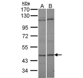 C9orf98 antibody from Signalway Antibody (22081) - Antibodies.com