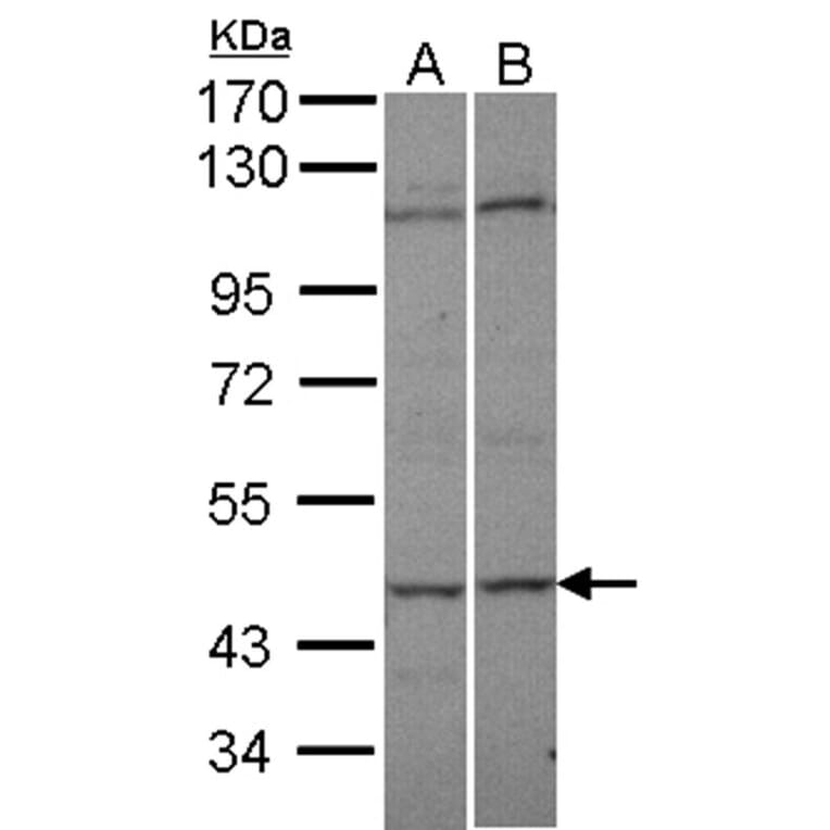 C9orf98 antibody from Signalway Antibody (22081) - Antibodies.com