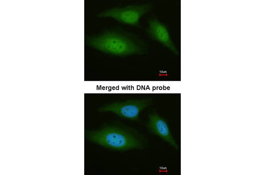 Immunofluorescence - C9orf98 antibody from Signalway Antibody (22081) - Antibodies.com
