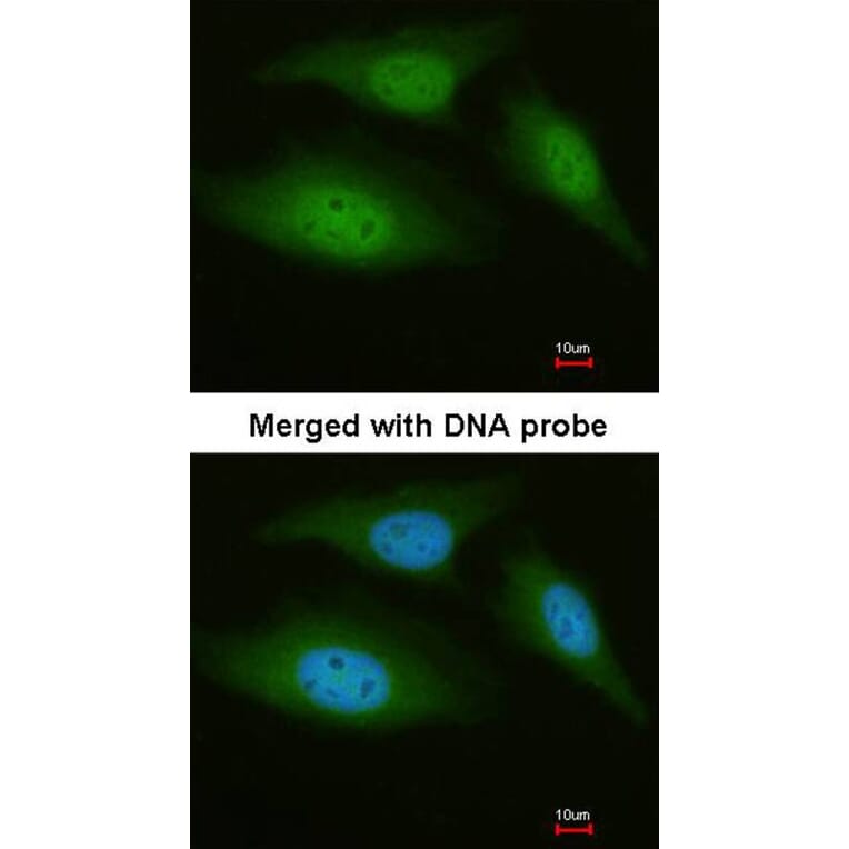 Immunofluorescence - C9orf98 antibody from Signalway Antibody (22081) - Antibodies.com