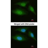 Immunofluorescence - C9orf98 antibody from Signalway Antibody (22081) - Antibodies.com