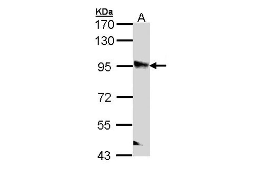 PPFIBP2 antibody from Signalway Antibody (22259) - Antibodies.com