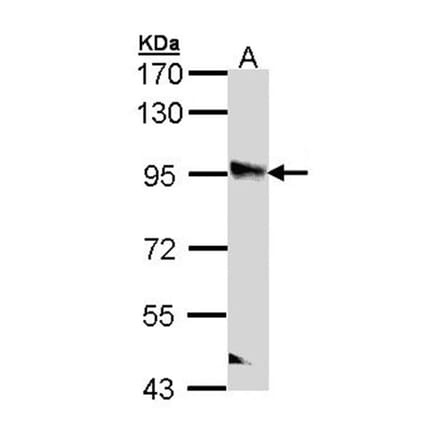 PPFIBP2 antibody from Signalway Antibody (22259) - Antibodies.com