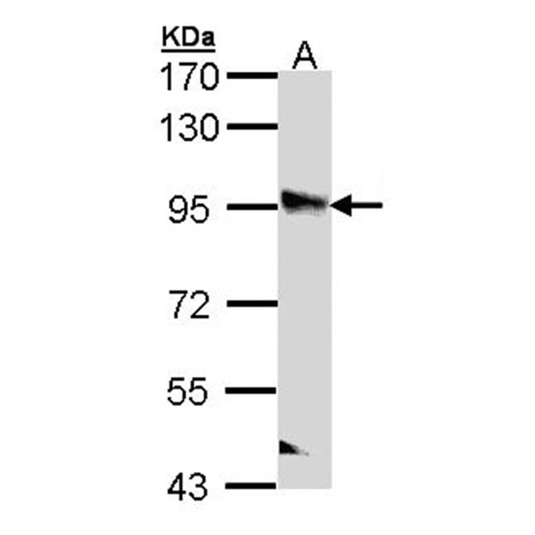 PPFIBP2 antibody from Signalway Antibody (22259) - Antibodies.com