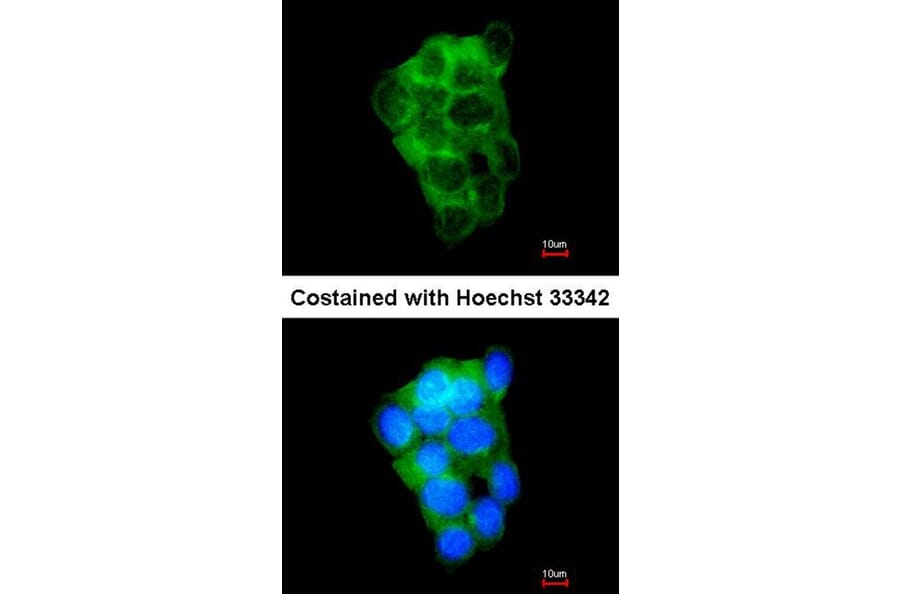 Immunofluorescence - PPFIBP2 antibody from Signalway Antibody (22259) - Antibodies.com