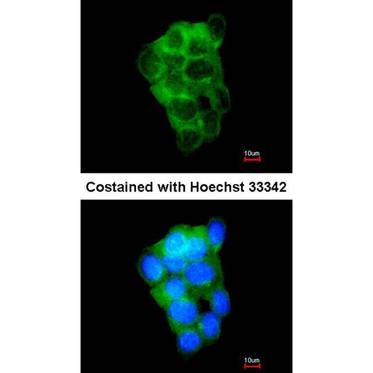 Immunofluorescence - PPFIBP2 antibody from Signalway Antibody (22259) - Antibodies.com