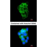 Immunofluorescence - PPFIBP2 antibody from Signalway Antibody (22259) - Antibodies.com