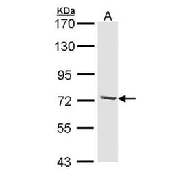 DYNC1I2 antibody from Signalway Antibody (22296) - Antibodies.com