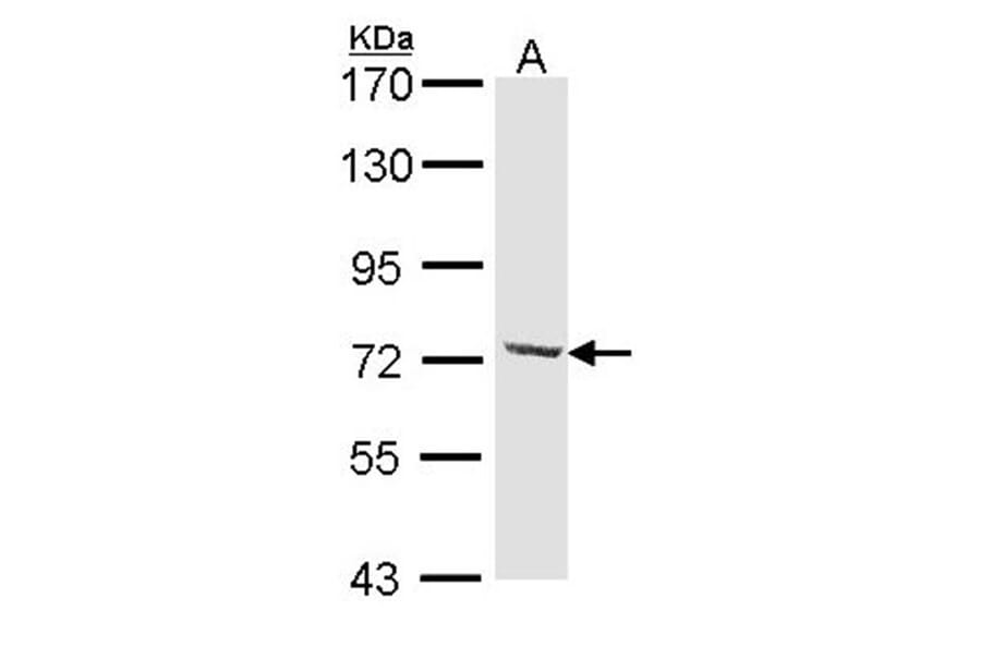 DYNC1I2 antibody from Signalway Antibody (22296) - Antibodies.com
