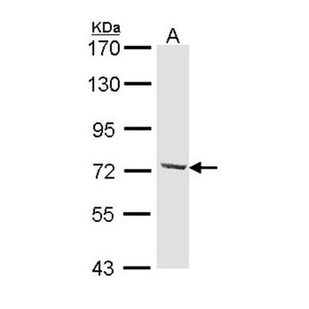 DYNC1I2 antibody from Signalway Antibody (22296) - Antibodies.com