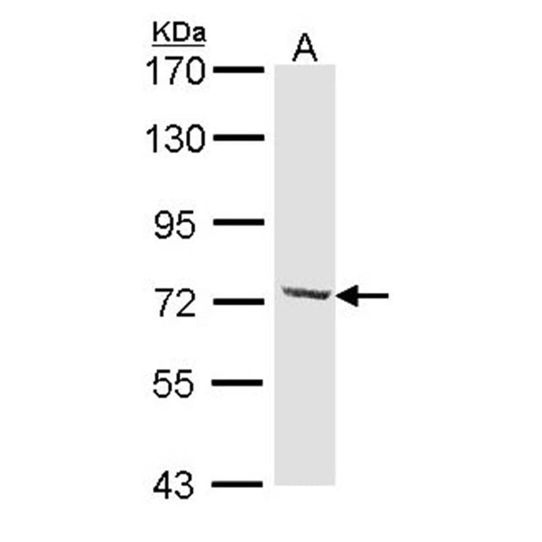 DYNC1I2 antibody from Signalway Antibody (22296) - Antibodies.com