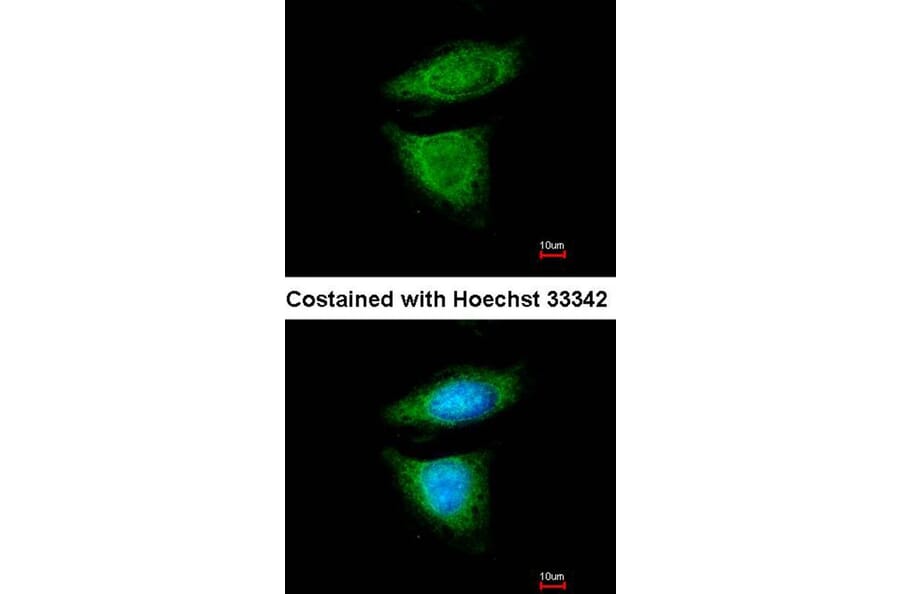 Immunofluorescence - DYNC1I2 antibody from Signalway Antibody (22296) - Antibodies.com
