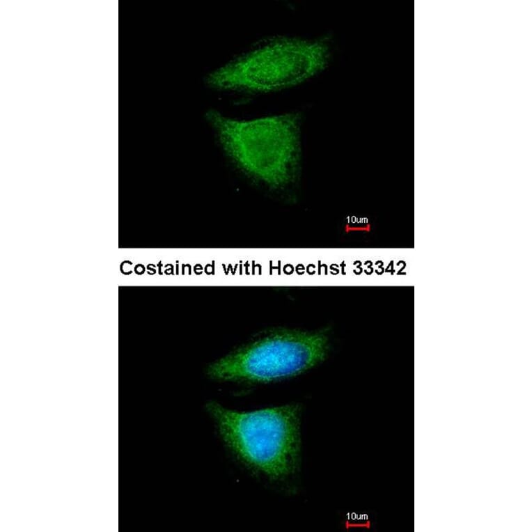 Immunofluorescence - DYNC1I2 antibody from Signalway Antibody (22296) - Antibodies.com