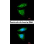 Immunofluorescence - DYNC1I2 antibody from Signalway Antibody (22296) - Antibodies.com