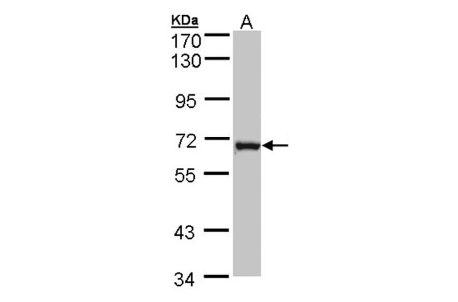 DENND1B antibody from Signalway Antibody (22531) - Antibodies.com