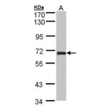 DENND1B antibody from Signalway Antibody (22531) - Antibodies.com