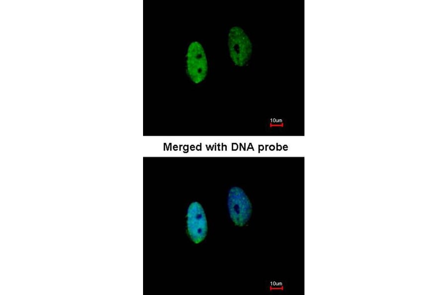 Immunofluorescence - DENND1B antibody from Signalway Antibody (22531) - Antibodies.com