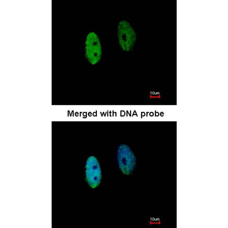 Immunofluorescence - DENND1B antibody from Signalway Antibody (22531) - Antibodies.com