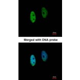 Immunofluorescence - DENND1B antibody from Signalway Antibody (22531) - Antibodies.com