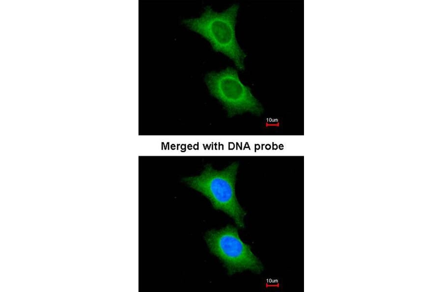 Immunofluorescence - HSD11B1 antibody from Signalway Antibody (22621) - Antibodies.com
